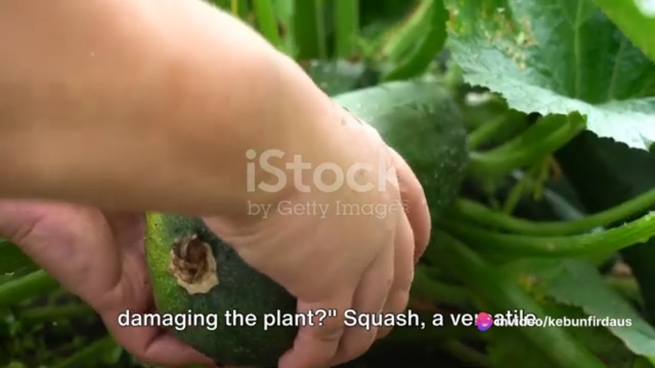 From Farm to Market: The Journey of a Big Squash