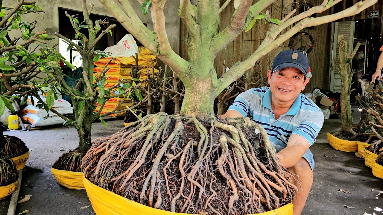 A. Minh 📲 0339417719 Đế VIP mai Tứ quý mai giảo Thủ Đức giá rẻ 4/2 (@MaivàngQuêdừa)