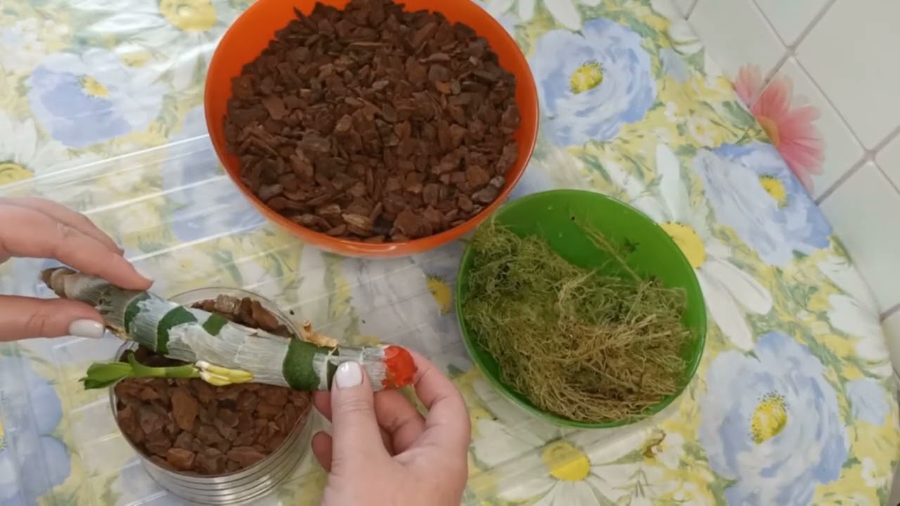 Посадка орхидеи 'морковки' Cycnodes Wine Delight.