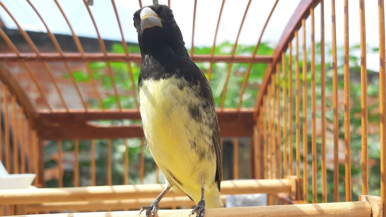 papacapim PEITO AMARELO canto viviti PURO  segue o vídeo  !