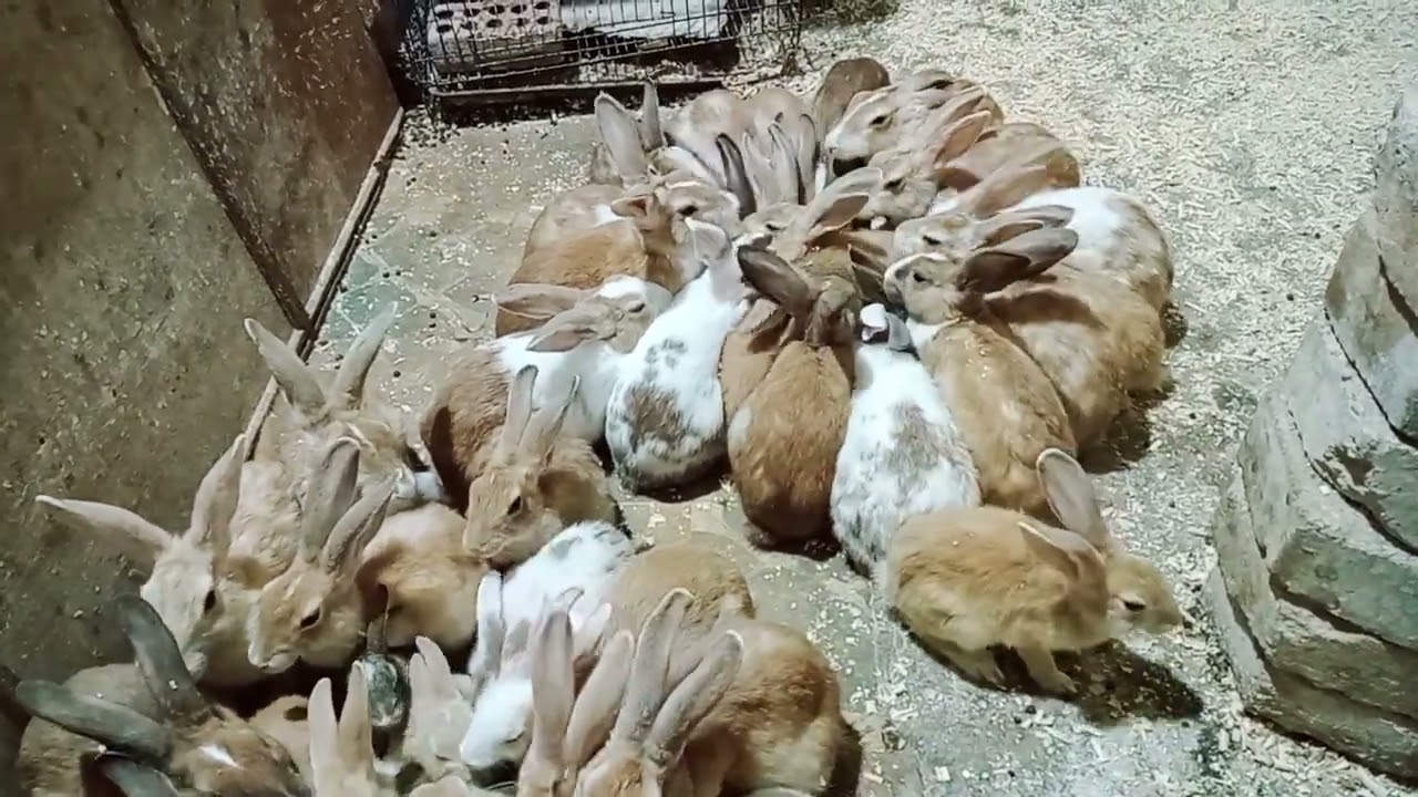 بتاكلى الارانب الصغيره ايه عشان تعيش(ارانب بلدى تربيه ارضى )