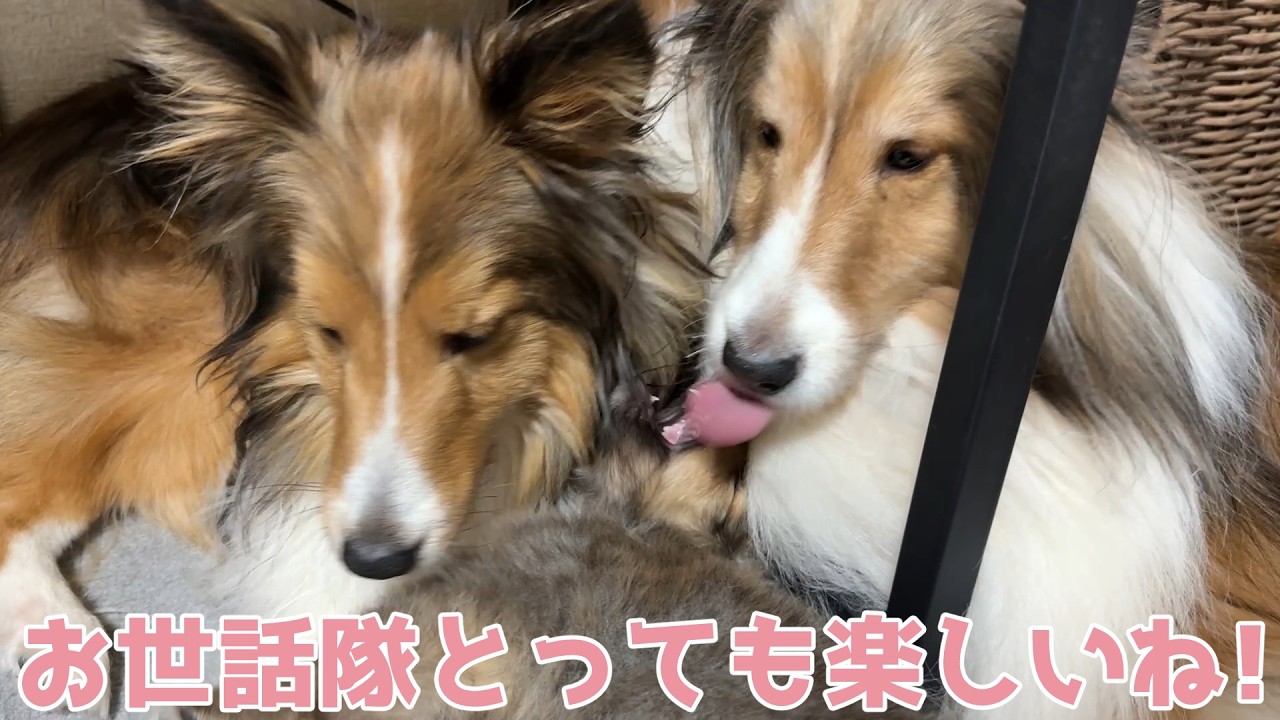 【シェルティ】お世話隊とっても楽しいね✨【仲良しだ】