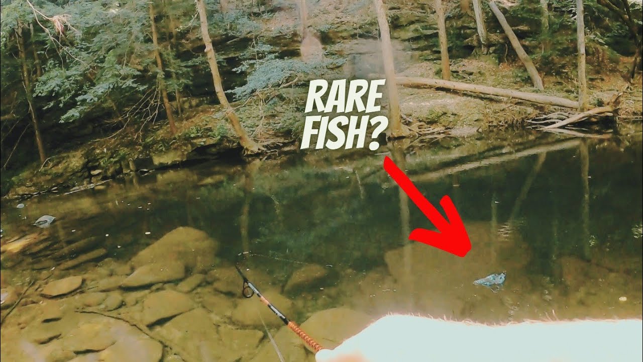 Fishing A Secluded Creek For a Rare Alabama Fish!!!