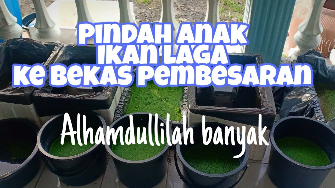 pindah anak ikan laga ke tempat pembesaran