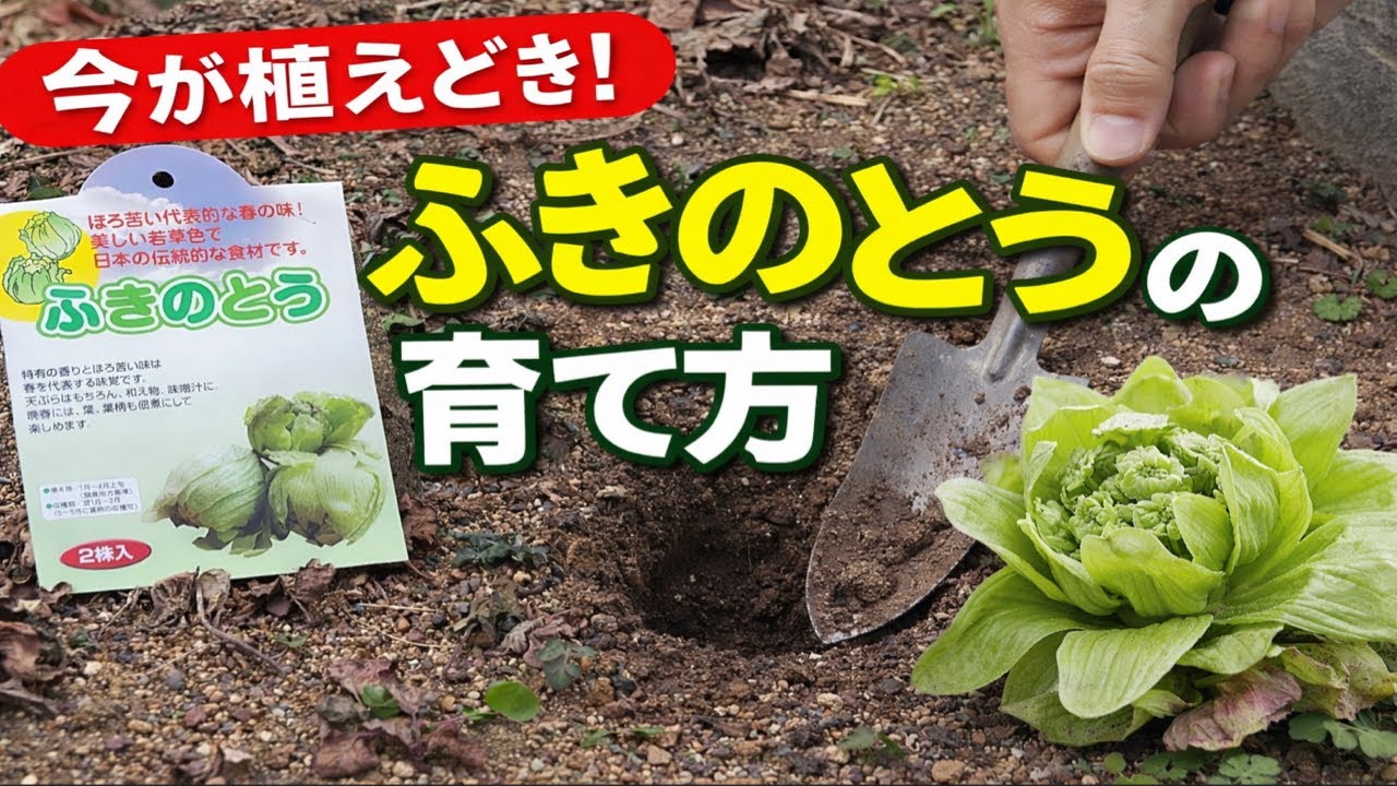 26.1.30 春の味覚！ふきのとうの株を畑とプランターに植えます！