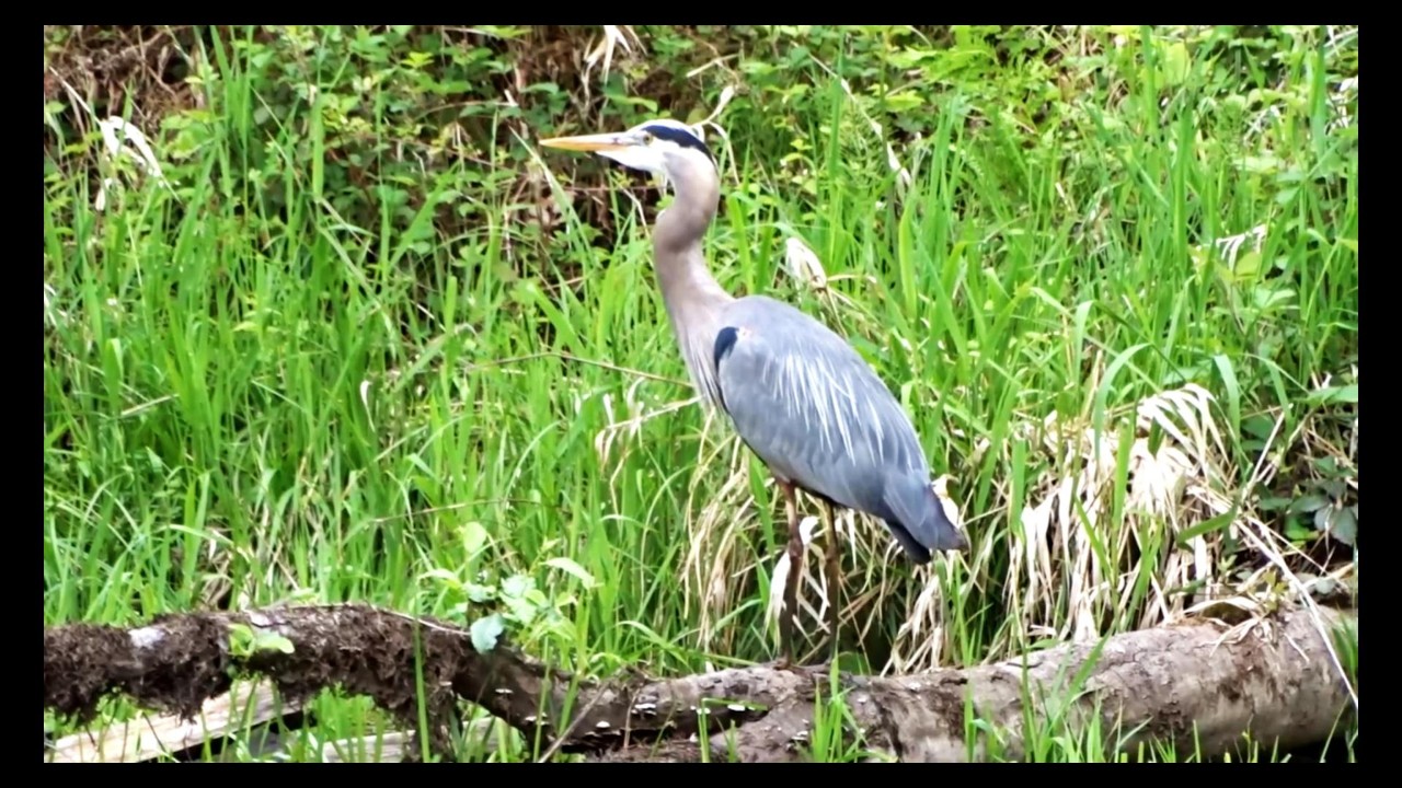 Beautiful wildlife at a pond