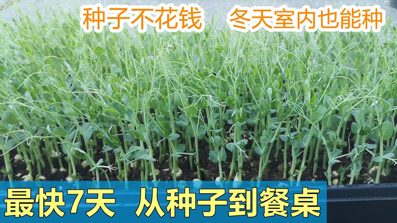 豌豆尖 | 最好种的室内懒人菜 | 只需7天就可采收 This vegetable you can grow indoor and harvest in 7 days