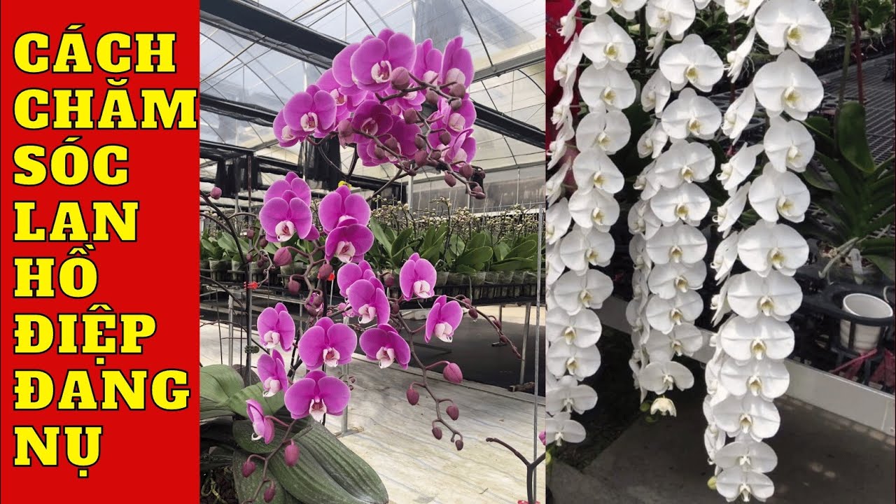 Cách chăm lan hồ điệp đang nụ