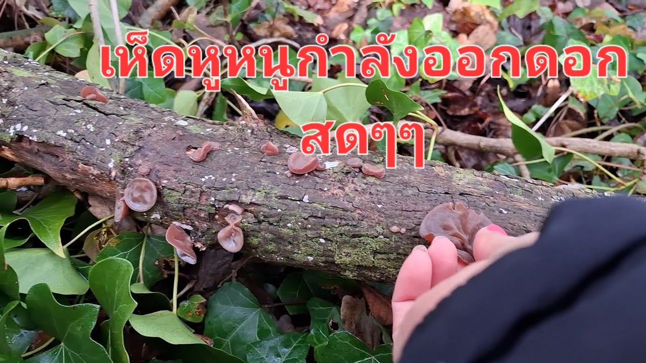 พาฝรั่งเลาะป่าหาเห็ดหูหนูยามหนาวจ้า