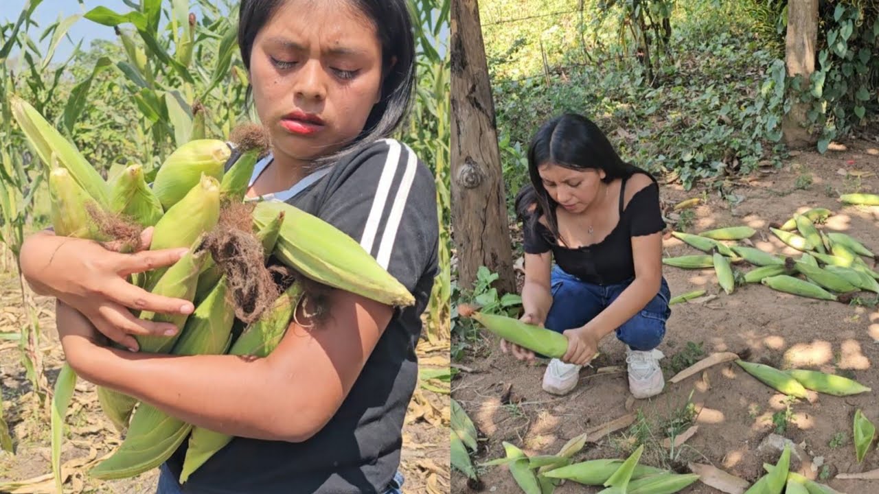 El Grupo Fue A Traer Gran Cantidad De Elotes Sin Pensar Llegó El Dueño😡