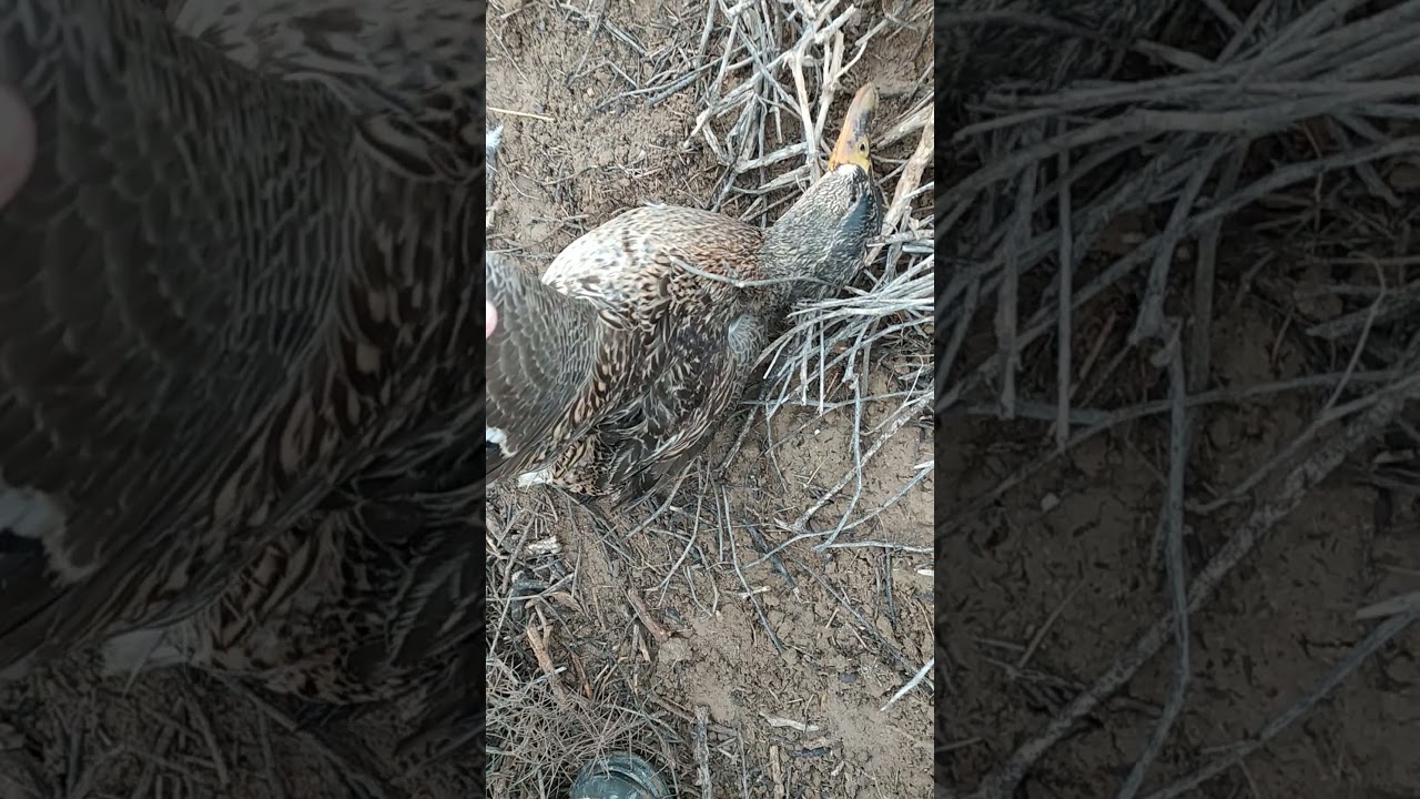 ovdagi o'ljamiz yovvoyi o'rdak