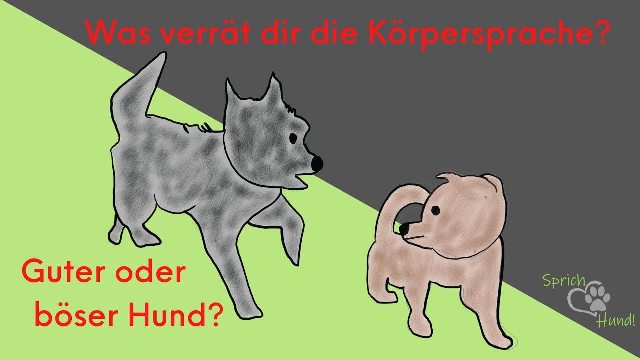 Guter oder böser Hund? Spiel oder kein Spiel? Eine Analyse zur Körpersprache!