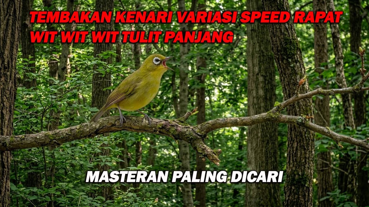 PANCINGAN PLECI NEMBAK KENARI SPEED RAPAT VARIASI , WIT WIT WIT TULIT BIKIN LAWAN IKUT GACOR
