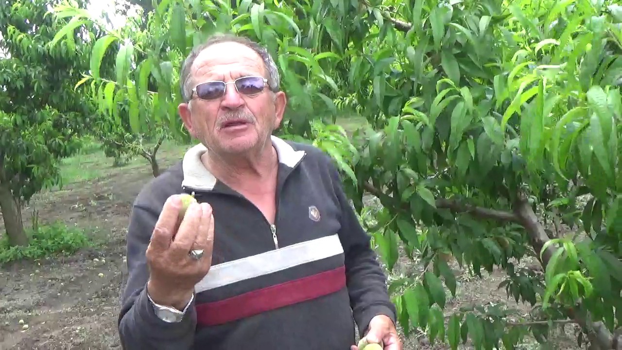 Taban Suyu Yüksek  Şeftali Bahçesi - Şeftali Yetiştiriciliği - Şeftali Ağacı