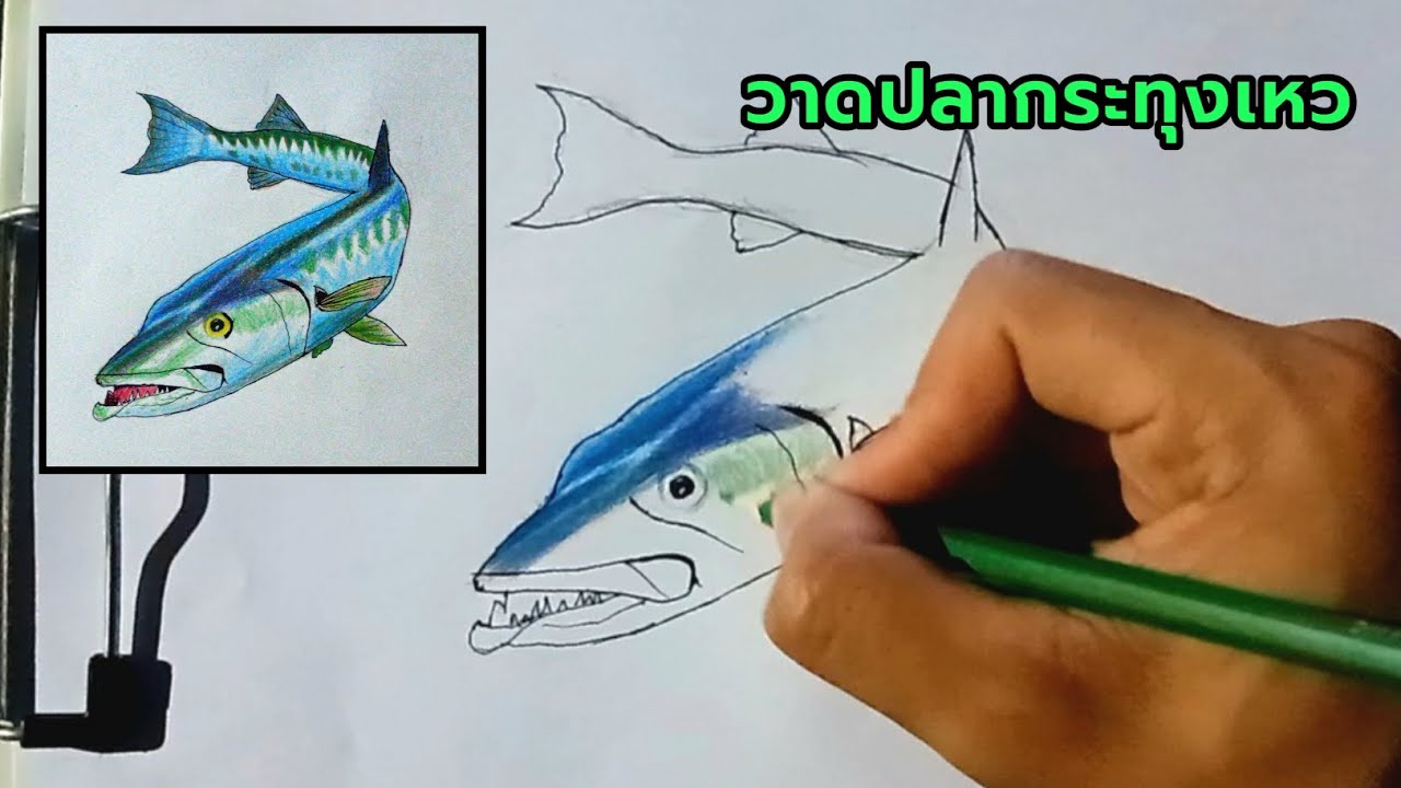    วาดปลากระทุงเหว ระบายด้วยสีไม้.  Draw a needlefish and color it with colored pencils. 