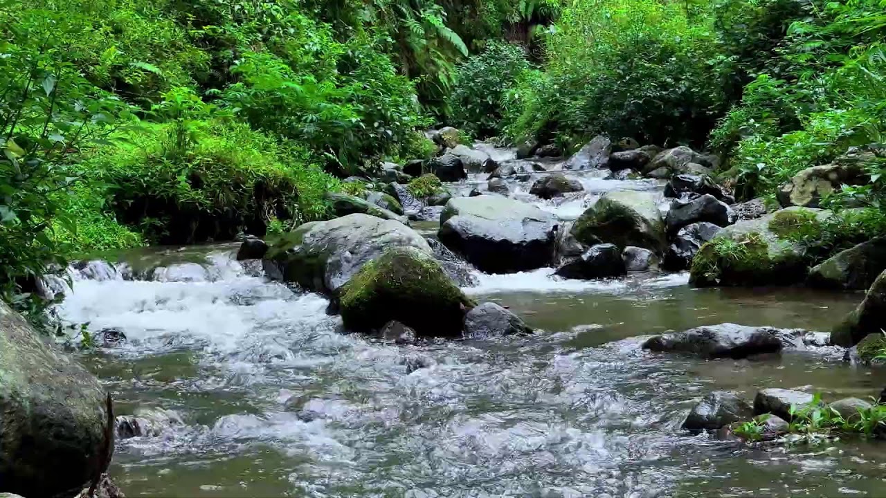 Ease your inner noise with peaceful river ambience in a soft green forest to guide you into sleep