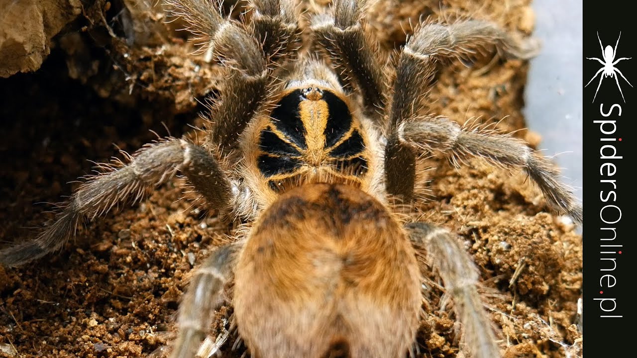 CIEKAWE PTASZNIKI z mojej hodowli - spidersonline.pl