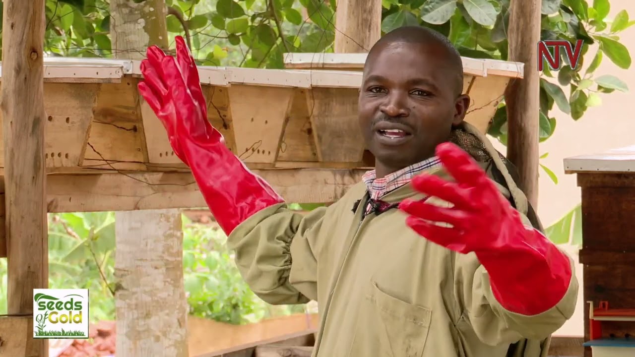 Reaping big from honey bees | SEEDS OF GOLD