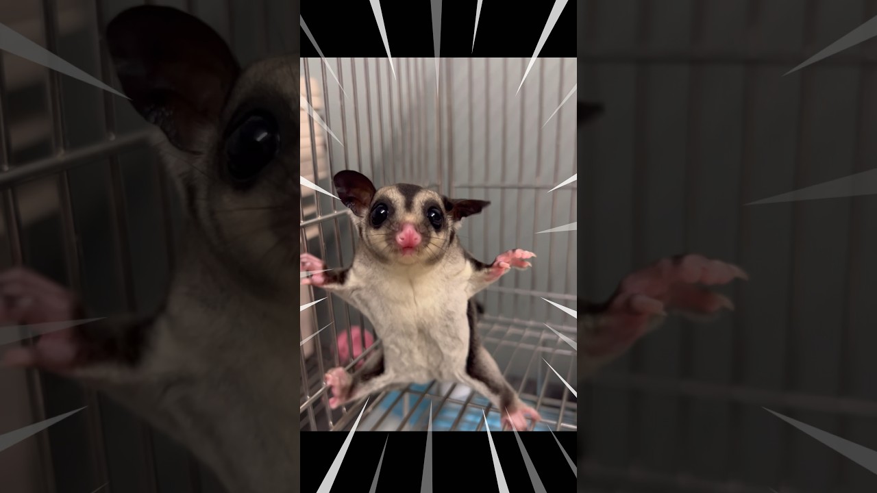 Little Angry Sugar Glider😱 #storts #sugarglider #sugargliders #sugarglidercare  #cutepets
