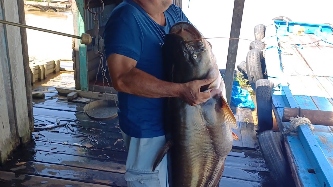 Ikan tapah monster 24 kg