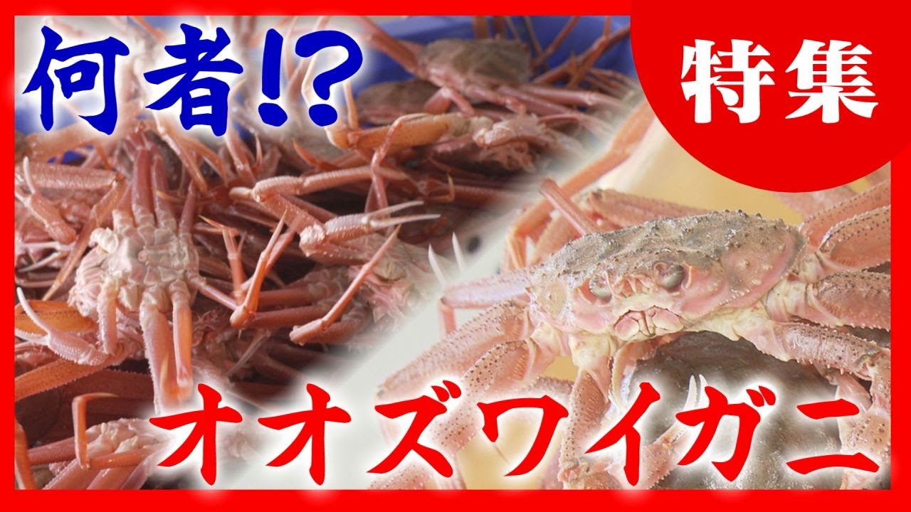 「オオズワイガニ」の正体は？なぜ大量発生　直売所には行列も　北海道の海に異変