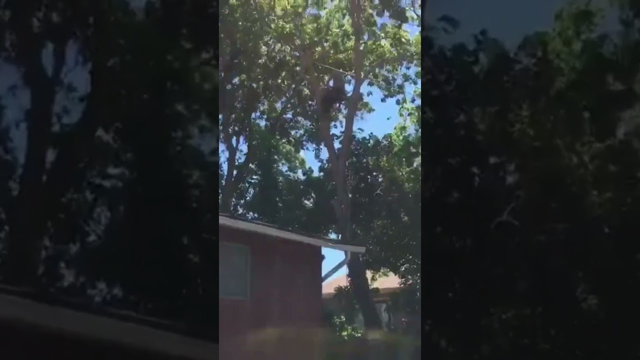 stupid dumb Fail!#shorts #treework #arborist #professional #fail