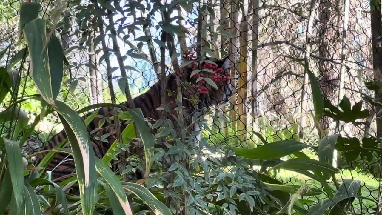 Tiger at San Diego Zoo Safari Park | Wildlife in California 🐅/Hổ tại Công Viên Hoang Dã San Diego 