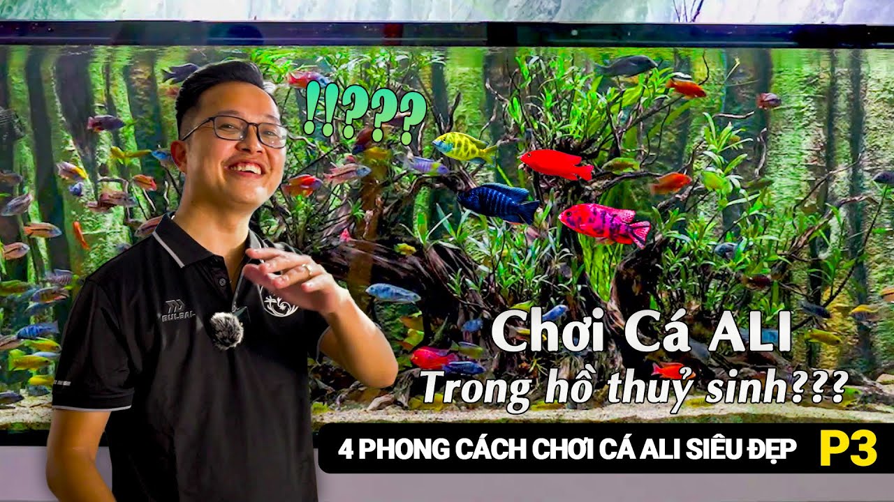 Nuôi cá ALI kết hợp với HỒ THUỶ SINH có được không? - Tham Quan 4 hồ ALI đẹp nhất Đà Nẵng | Phần 3