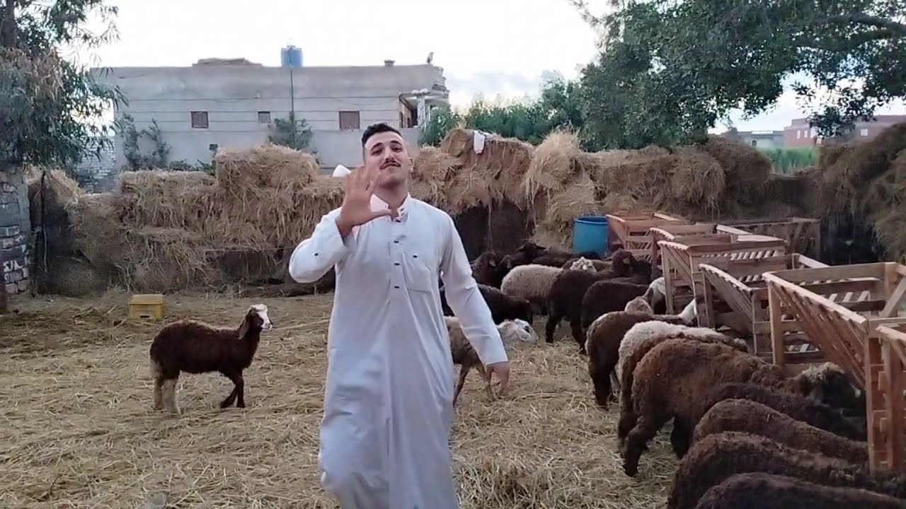 50نعجه+20خروف يلا نشوف يكسبو كام في 4شهور مكسب 100%