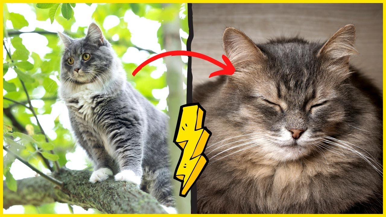 SO ver&auml;ndert sich deine alte Katze - WOW! 😱
