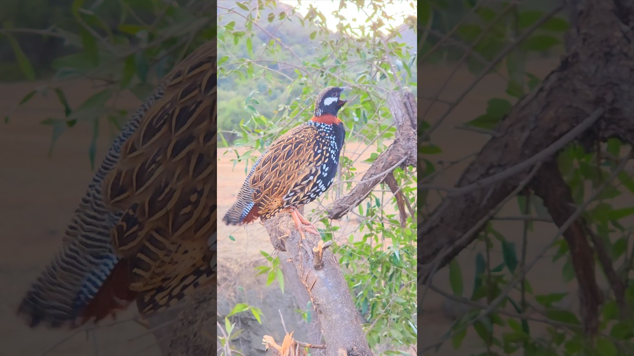 Gorgeous Francolin Call On Tree || 