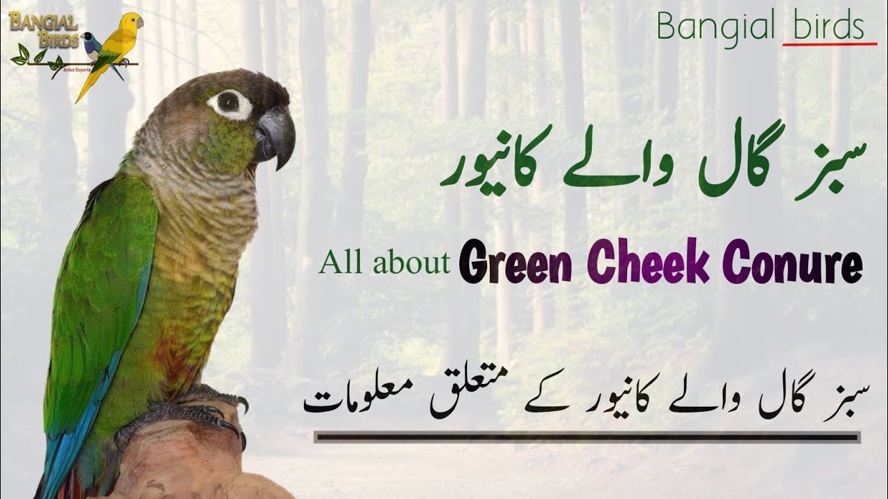 Green-Cheeked Conure information in Urdu | Hindi | Conure breeding tips | Conure cage setup and food