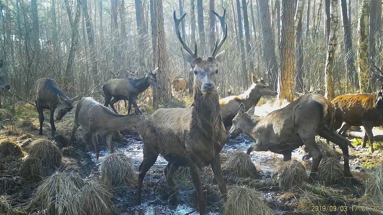 SZALEŃSTWA PRZED FOTOPUŁAPKĄ . Dzika Gostomia cz.461.