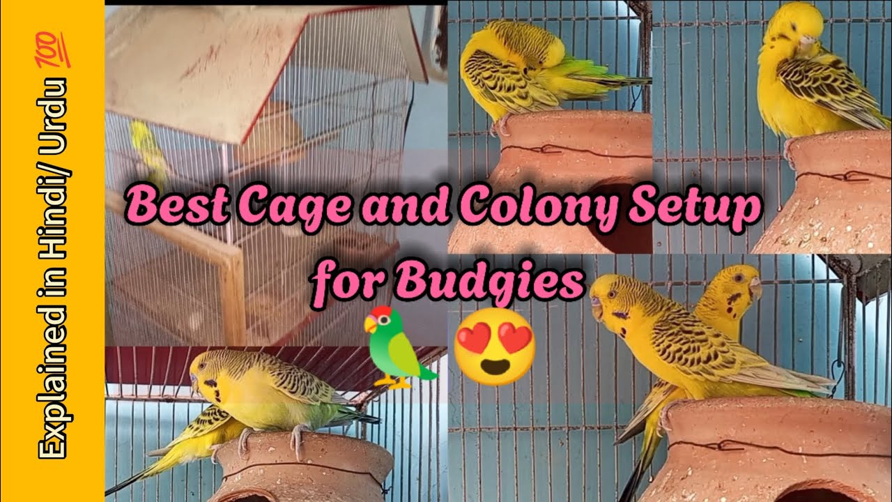 Which cage is best for TCB budgies breeding|Best cage & colony for Australian parrots| breeding tips