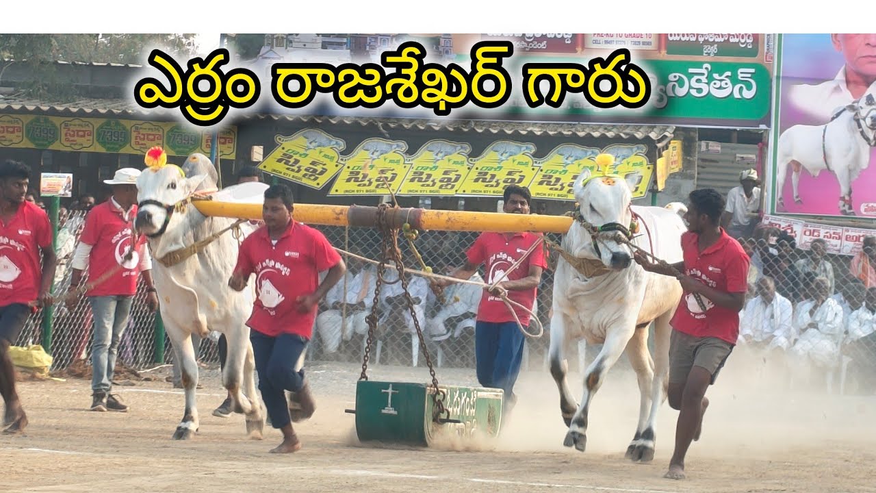 రెంటచింతల గ్రామం రెండు పళ్ళ విభాగం 11వ జత