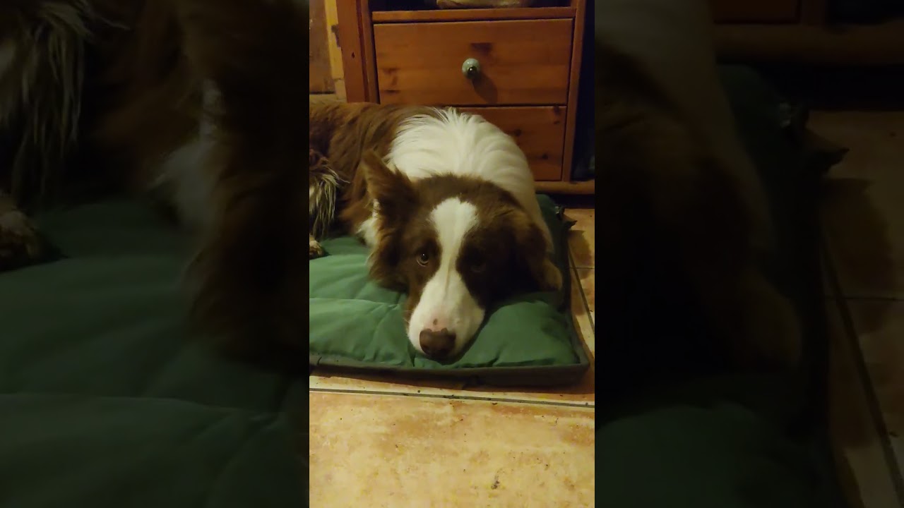 Cute border collie puppy I M&aacute;zli🐶 #bordercollie #dog #brown