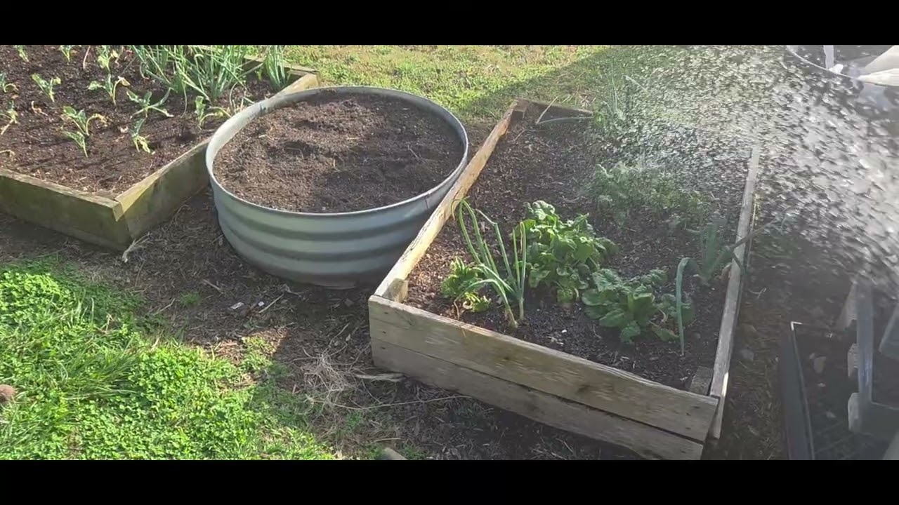 Things going on #gardens #chicken #rabbit 
