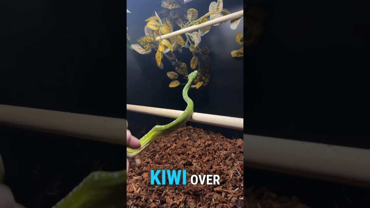 Reptile Room Part 3: Future Plans? 