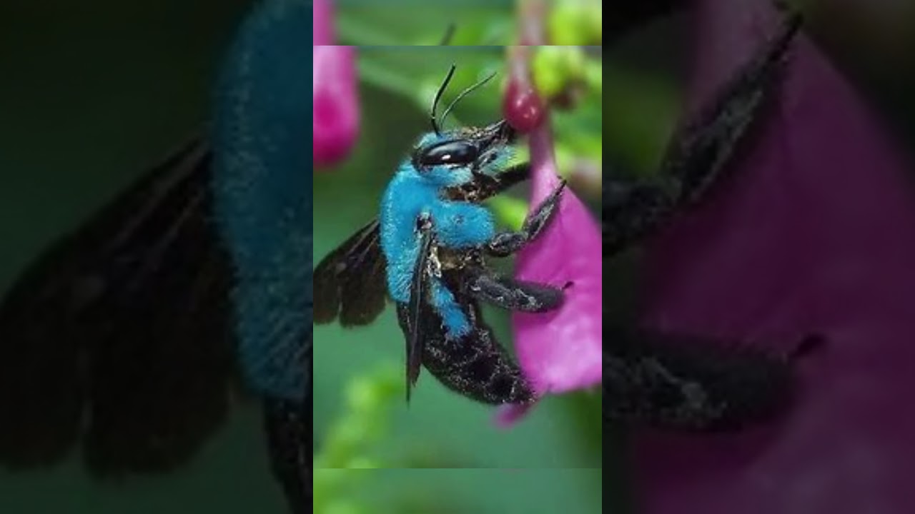 A RARA abelha AZUL / Osmia Calaminthae
