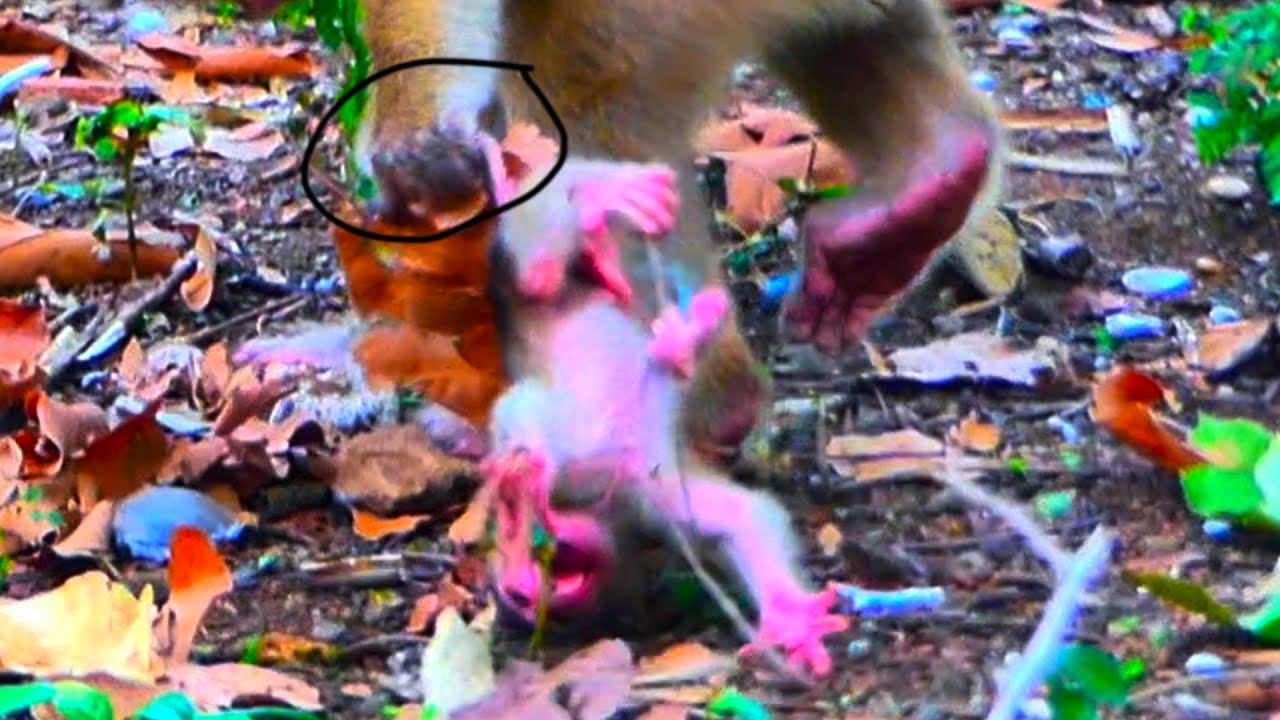 Hybrid newborn baby monkey 1day old oh, s.a.d Mom doesn't love to d.r.a.g with w.e.a.n.i.ng to c.r.y