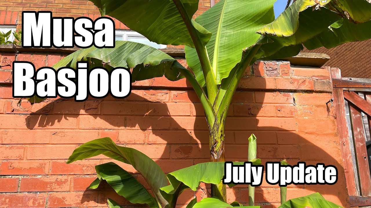 Musa Basjoo Banana Update - July 2022