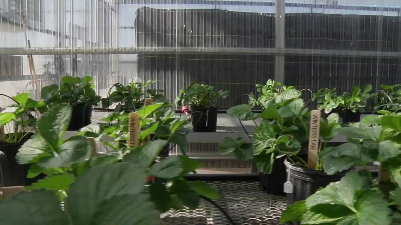 UF/IFAS Research Plant Breeding Programs
