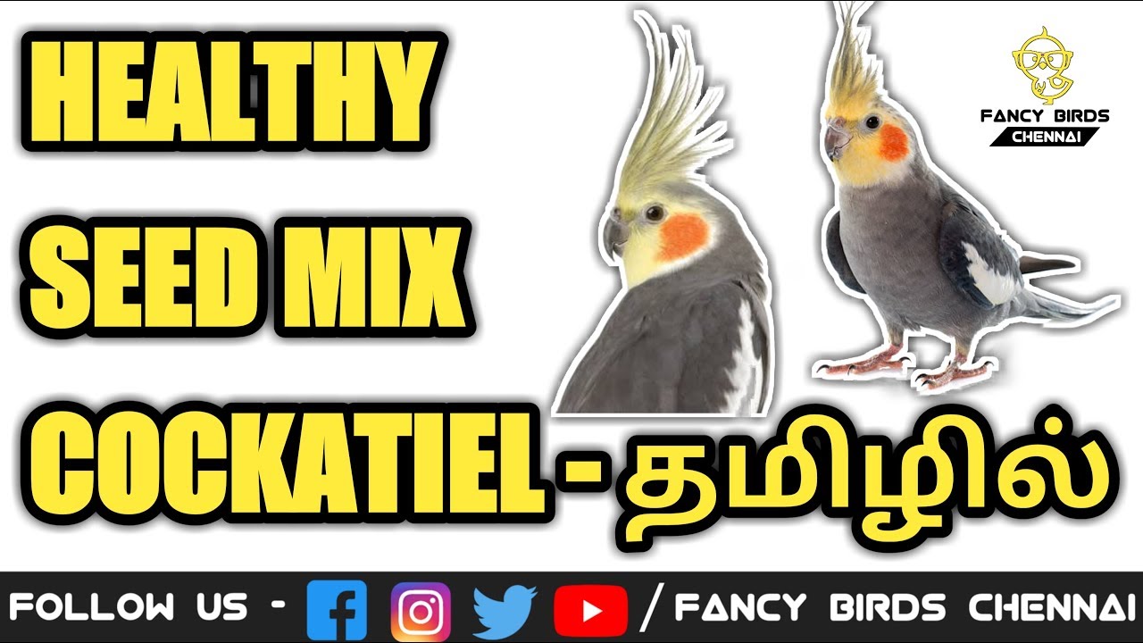 Healthy seeds mix | cockatiel birds | தமிழில் | fancy birds chennai