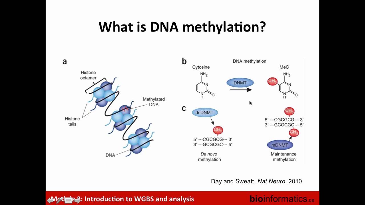 Introduction to WGBS and Analysis