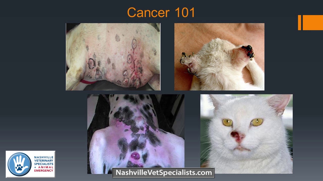 Veterinary Cancer 101. LVMT Lyndsay Meyer gives an introduction to the world of veterinary oncology.