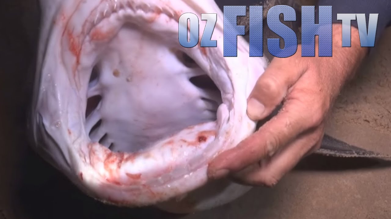 Oz Fish TV Season 3 Episode 2 - Landbased Sharks on the 90 Mile