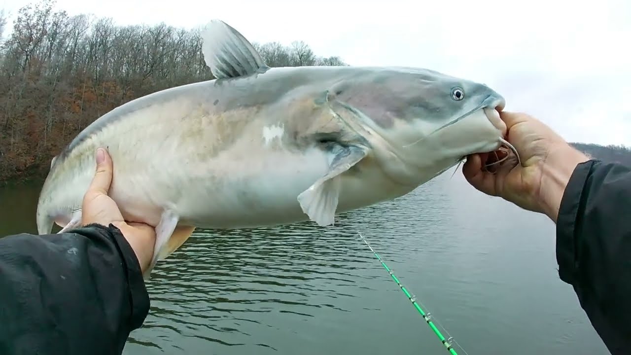 Holiday Catfishing Lake of the Ozarks! Come draggin with me ￼