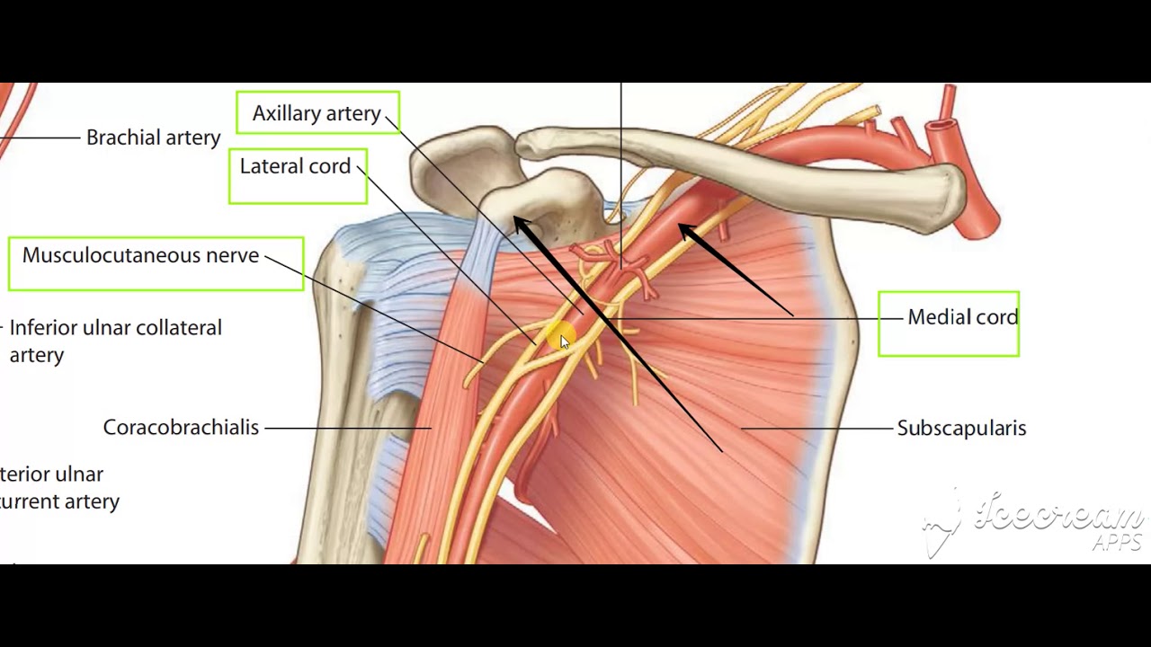 Musculocutaneous nerve
