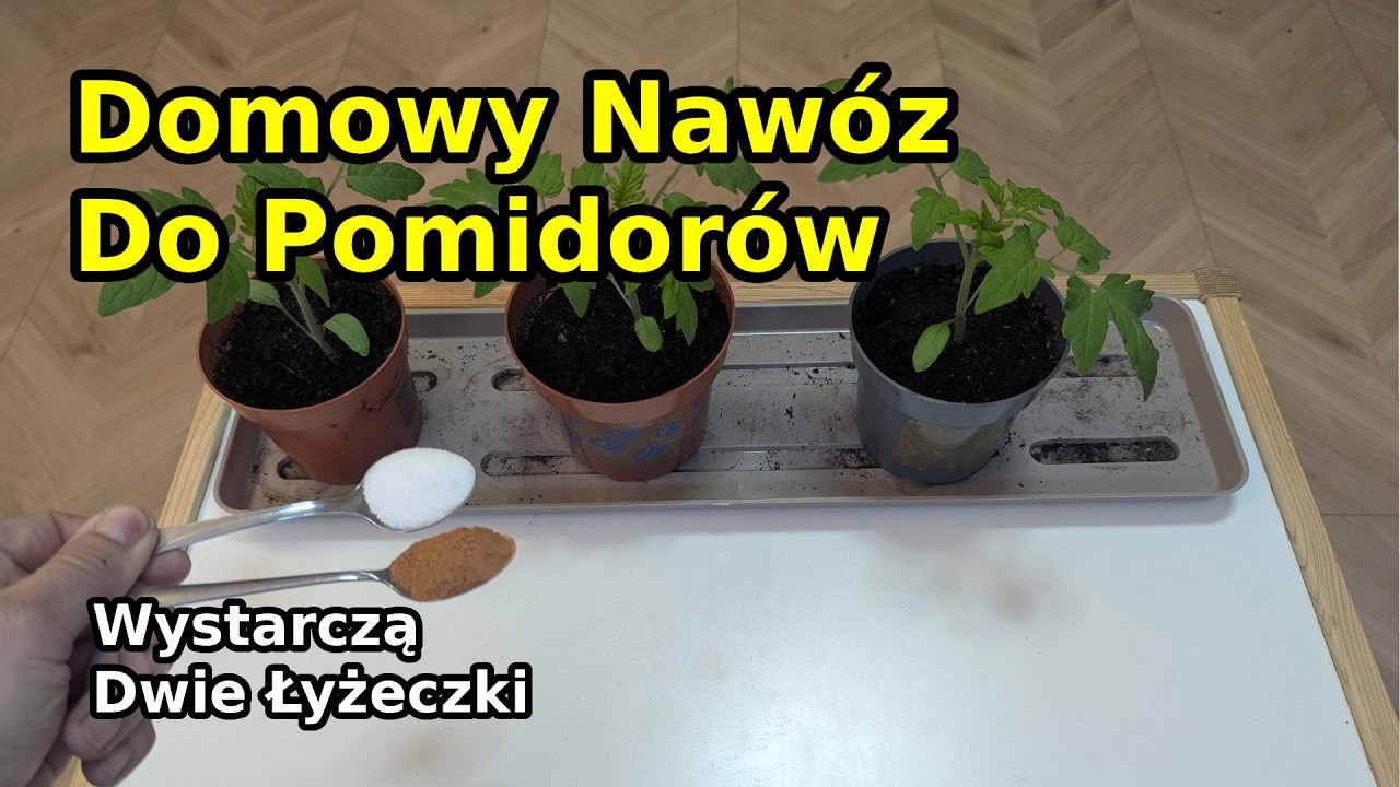 Domowy naw&oacute;z do sadzonek pomidor&oacute;w