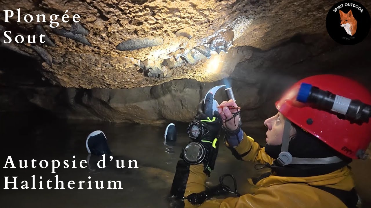 Explo Plongée Sout Gironde - Autopsie d'un Halitherium 